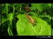 Kobylka na listě