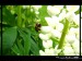 včelka s nožkama plnýma pyl